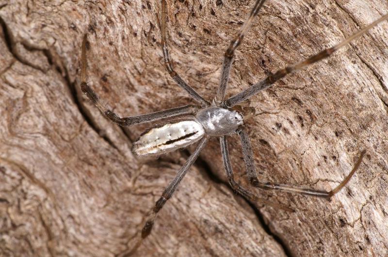 Argiope_syrmatica_D7158_Z_89_Macquarie caravan park_Australie.jpg